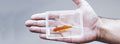 Aquarium by João Miranda and Gustavo Sereno