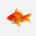 Appearing Fish